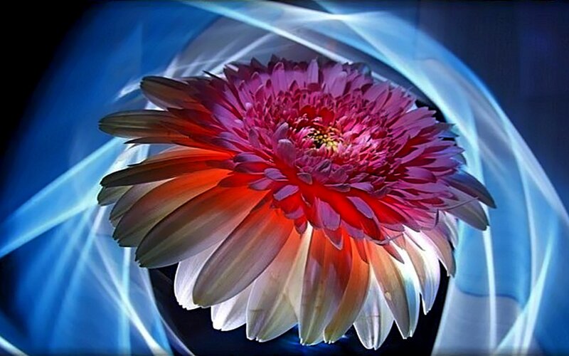Red and Purple Flower