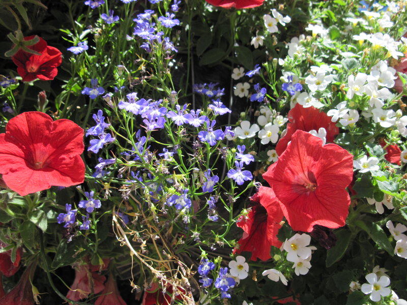 Red and Purple Flowers — Bright, Afternoon