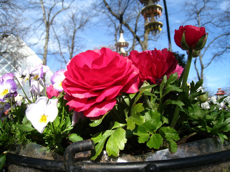 Red and Purple Flowers — Bright, Spring