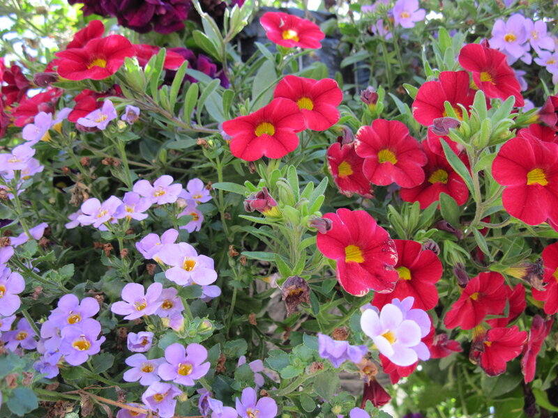 Red and Purple Flowers — Bright