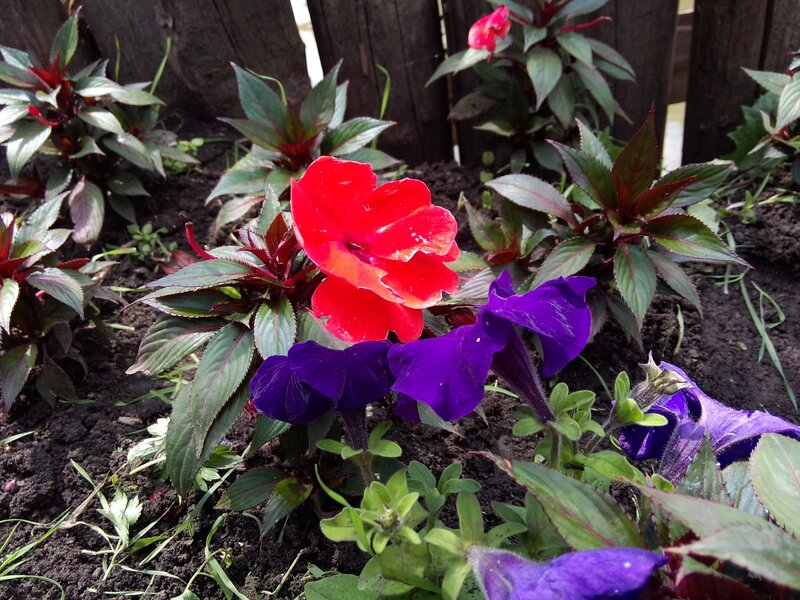 Red and Purple Flowers — Calm, Afternoon, Photograph, Plants