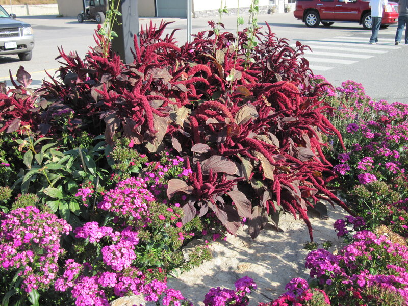 Red and Purple Flowers — Calm, Afternoon, Photograph