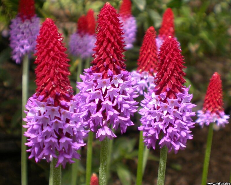 Red and Purple Flowers — Calm, Afternoon