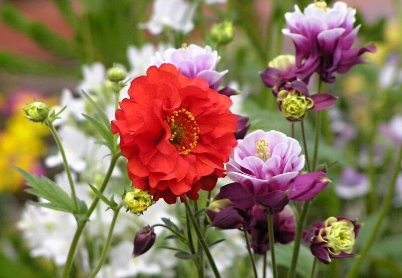 Red and Purple Flowers — Calm, Spring