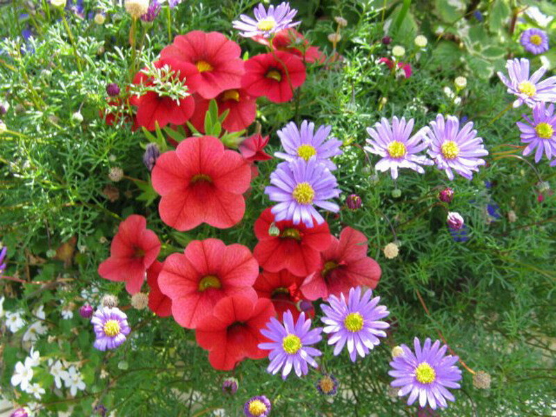 Red and Purple Flowers — Calm