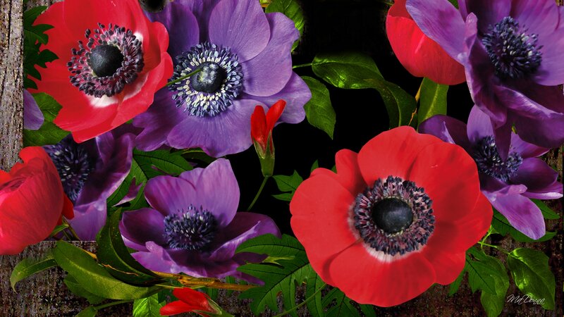 Red and Purple Flowers — Dramatic