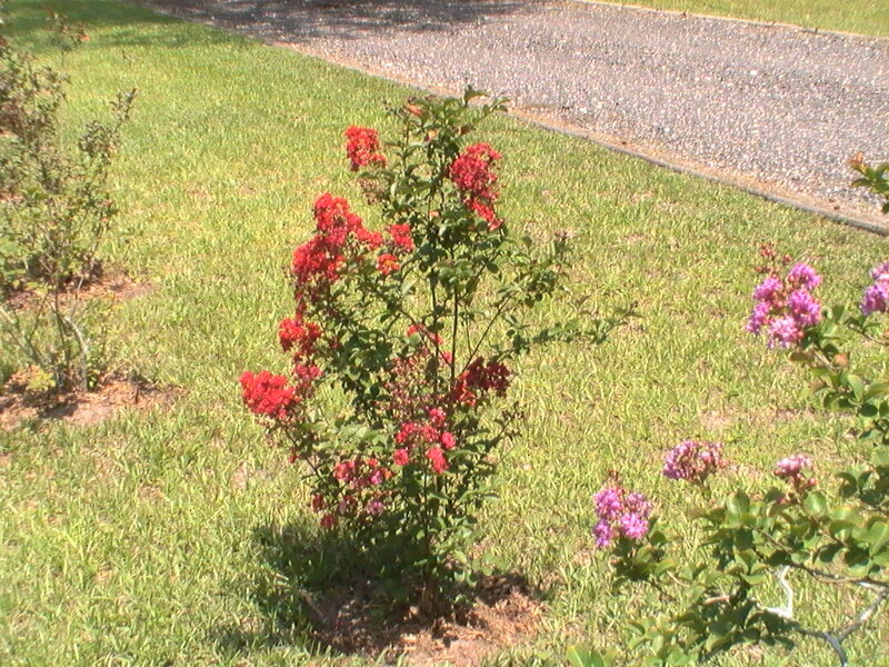 Red and Purple Flowers — Green