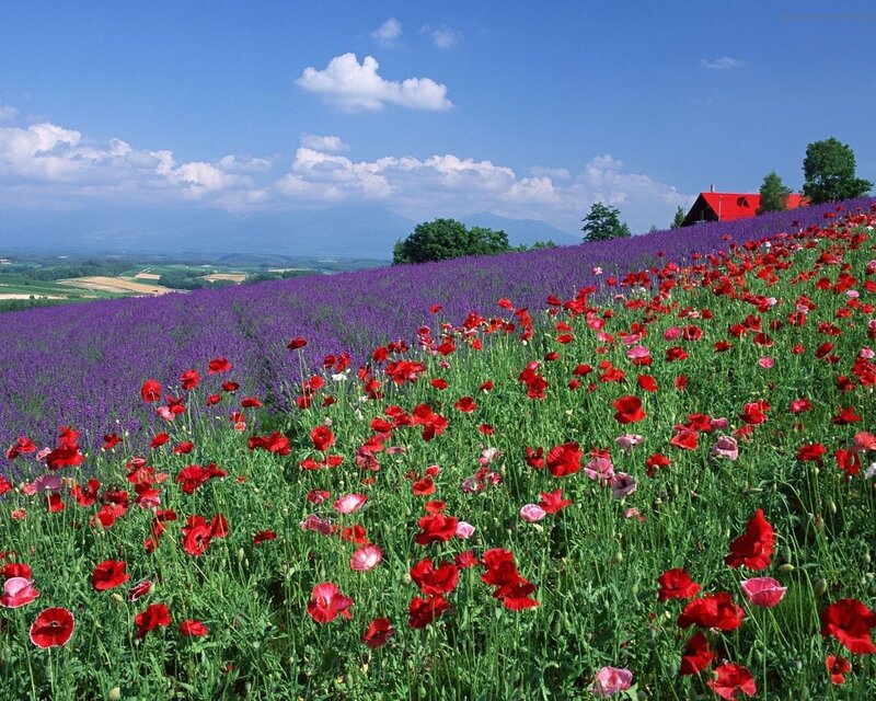 Red and purple flowers in a field