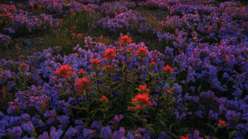Red and Purple Flowers — Serene, Sunset