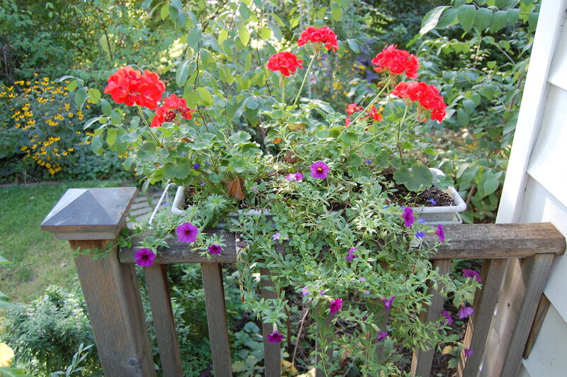 Red and Purple Flowers — Serene
