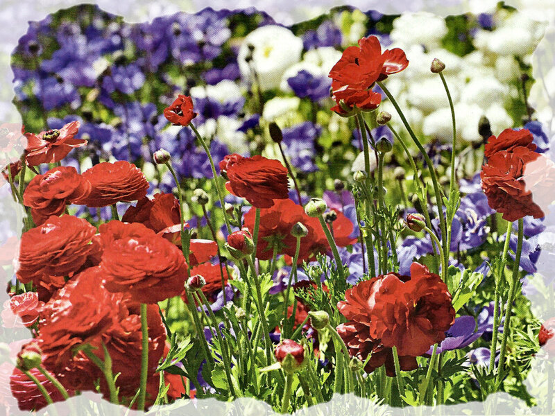 Red and Purple Flowers