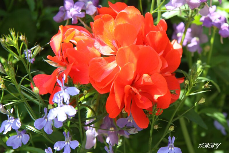 Red and Purple Flowers — Vibrant, Afternoon