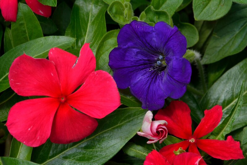 Red and Purple Flowers — Vibrant, Photograph