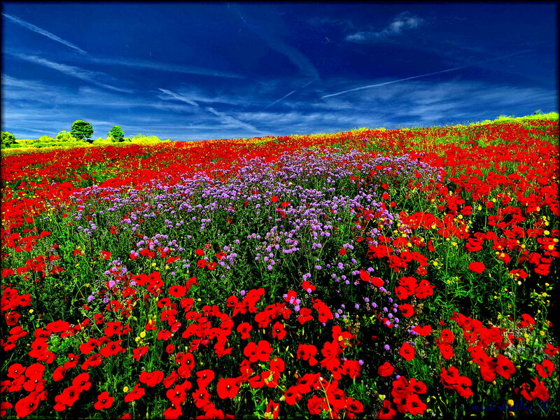 Red and Purple Flowers — Vibrant