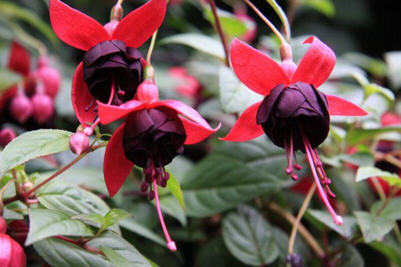 Red and Purple Fuchsia Flowers — Natural