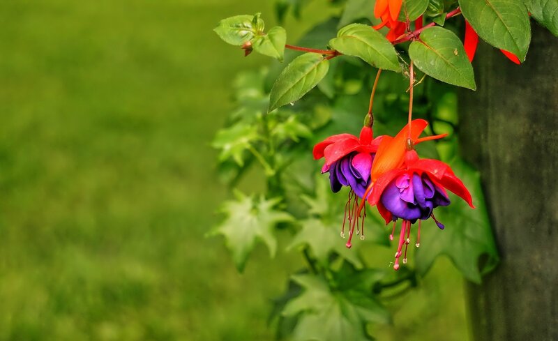 Red and Purple Fuchsia Flowers — Serene