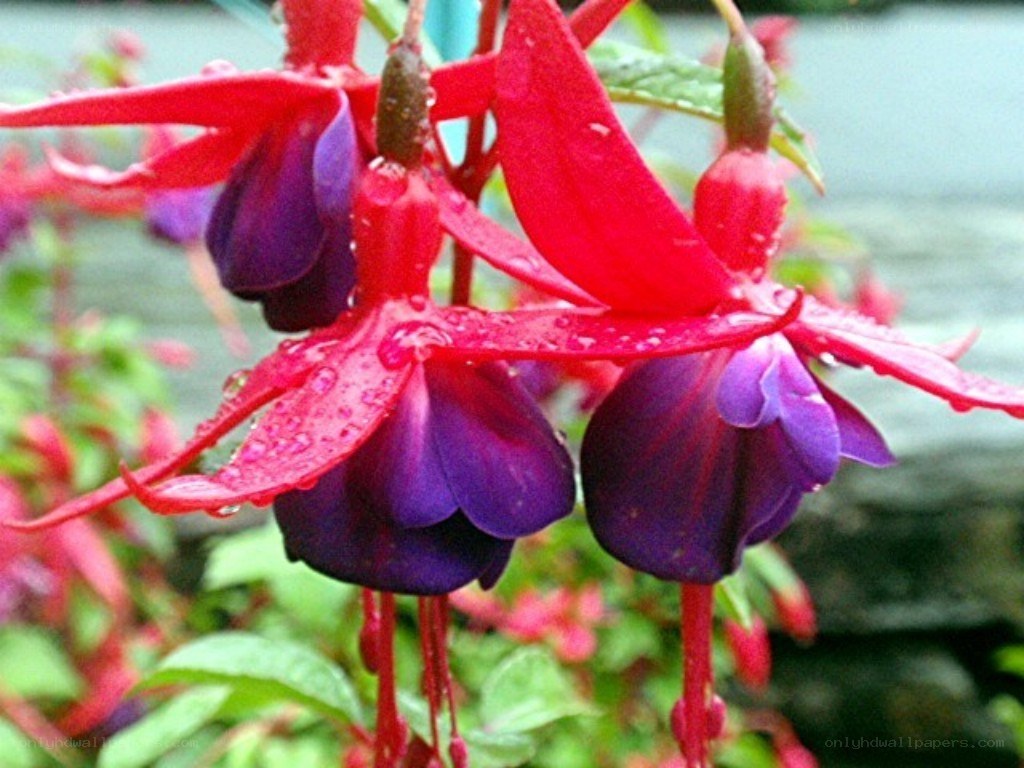 Red and purple fuchsia flowers