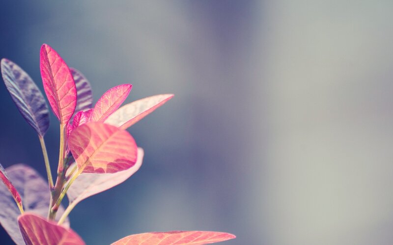 Red and Purple Leaves