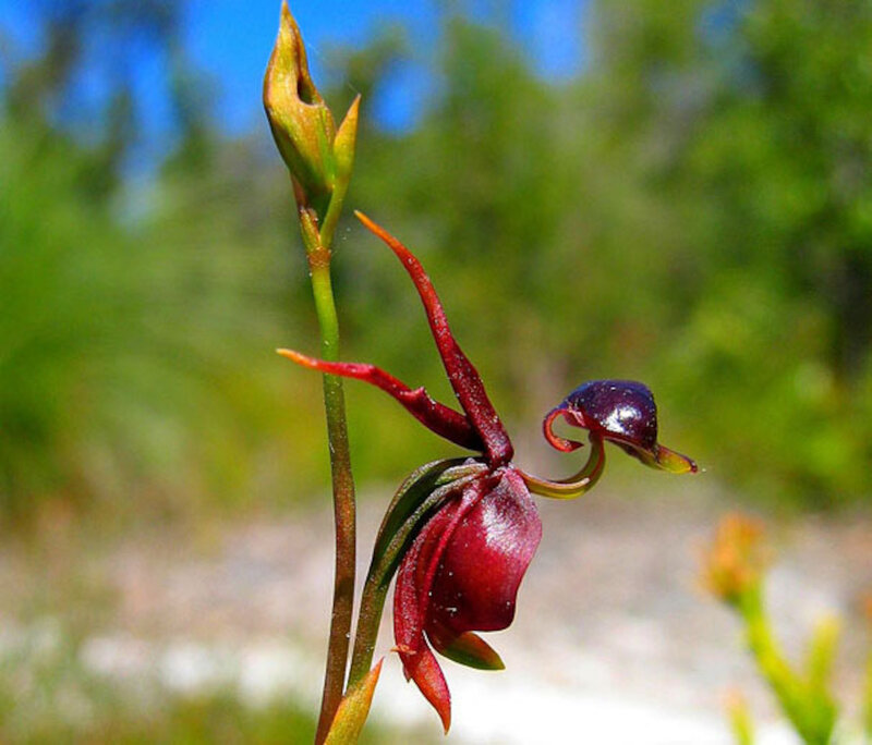 Red and Purple Orchid