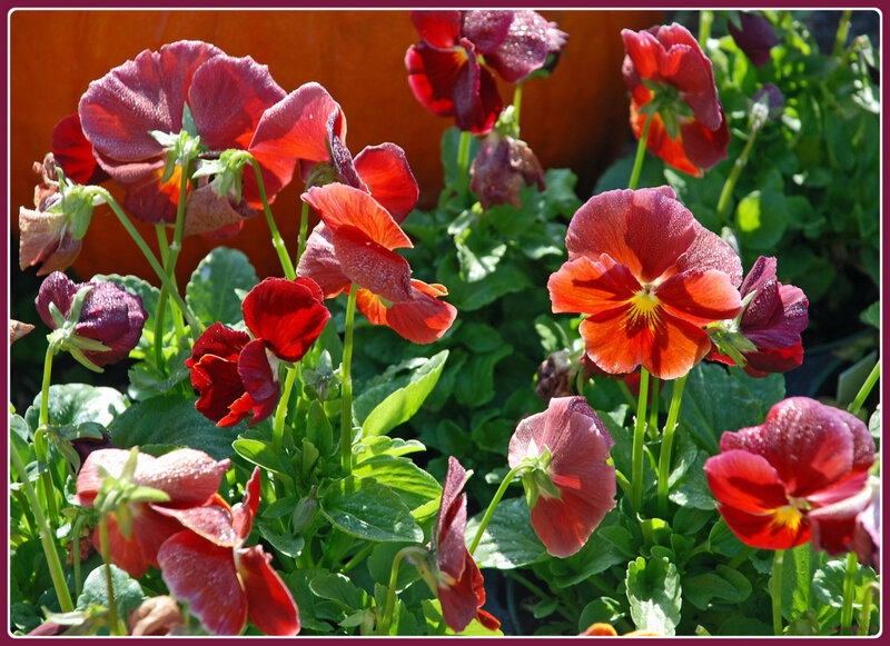 Red and Purple Pansies