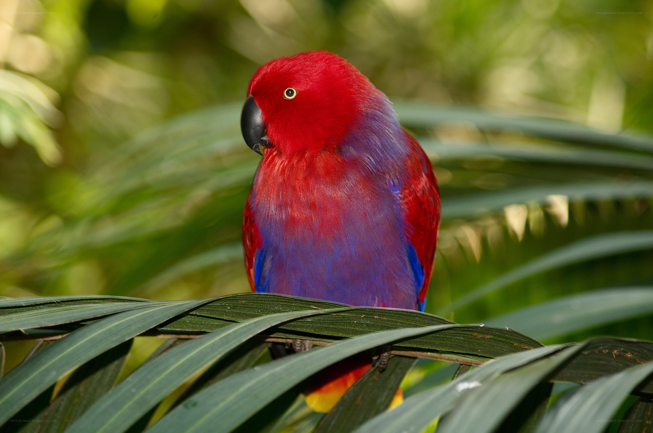 Red and purple parrot on leaf