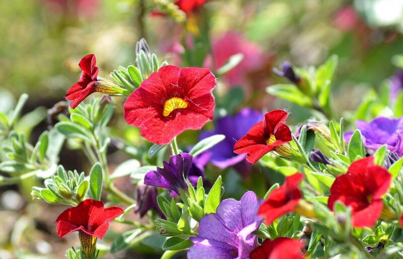 Red and Purple Petunias — Bright