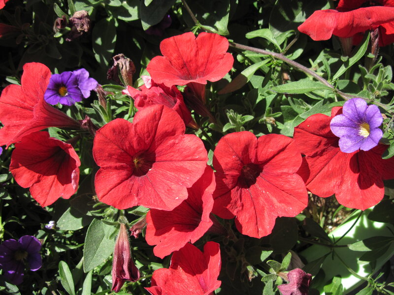Red and Purple Petunias