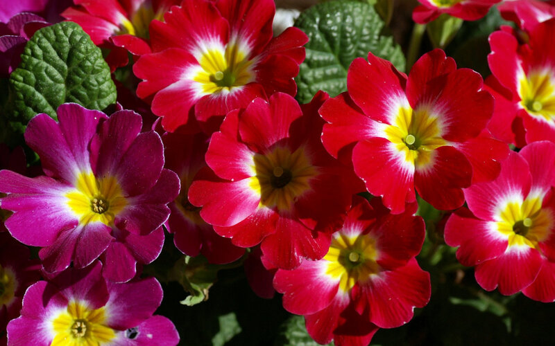 Red and Purple Primroses