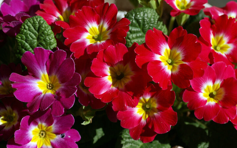 Red and Purple Primroses — Vibrant, Spring