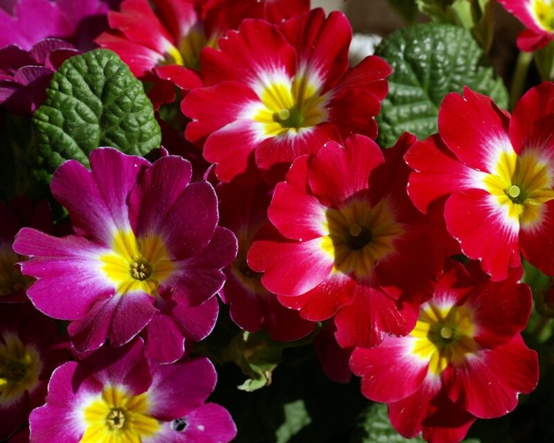 Red and Purple Primroses — Vibrant