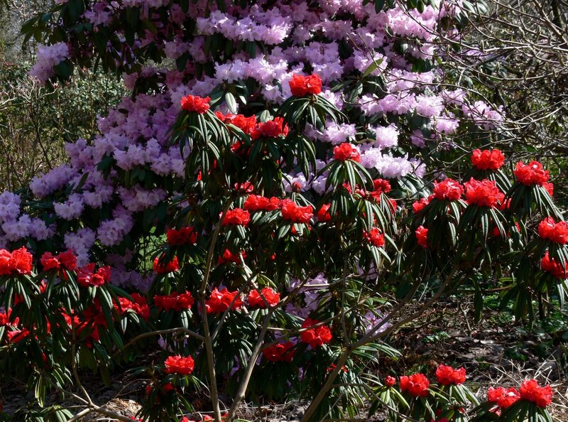 Red and purple rhododendrons in bloom