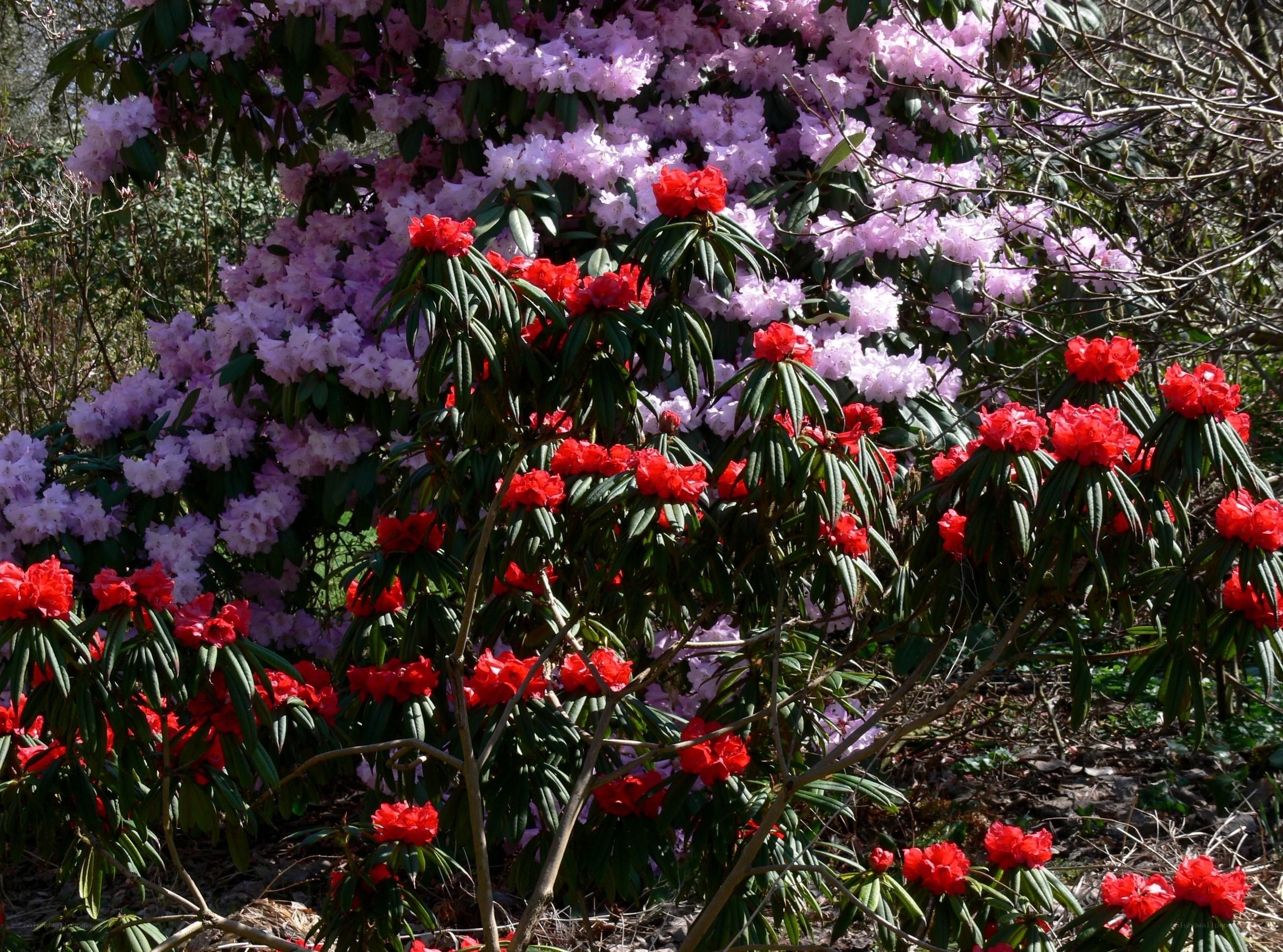 Red and purple rhododendrons in bloom