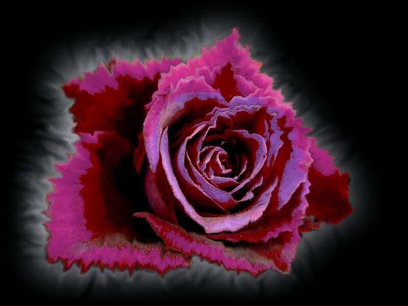 Red and Purple Rose