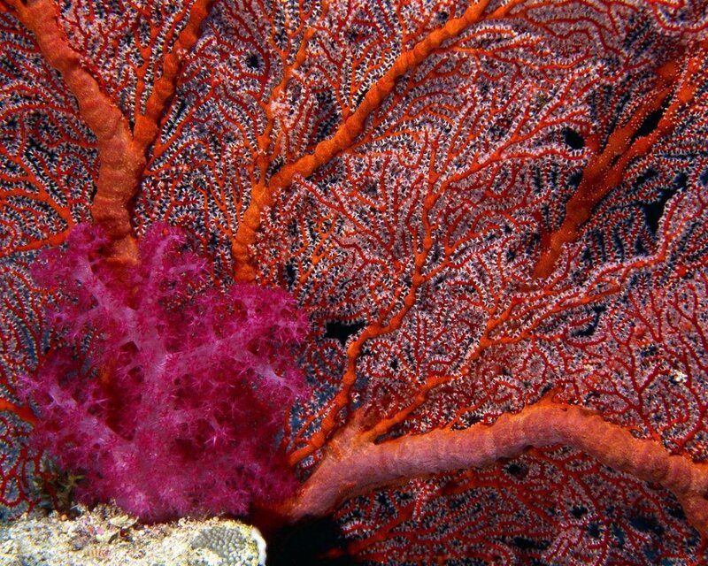 Red and Purple Sea Fans