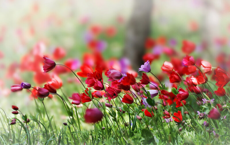 Red and Purple Tulips — Serene, Spring