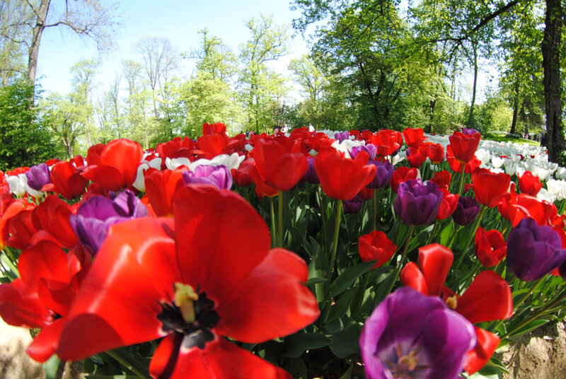 Red and Purple Tulips — Serene