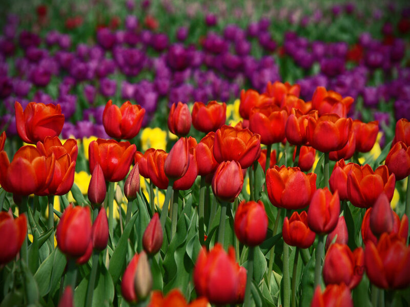 Red and Purple Tulips
