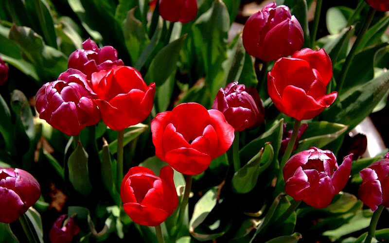 Red and Purple Tulips — Vibrant, Afternoon