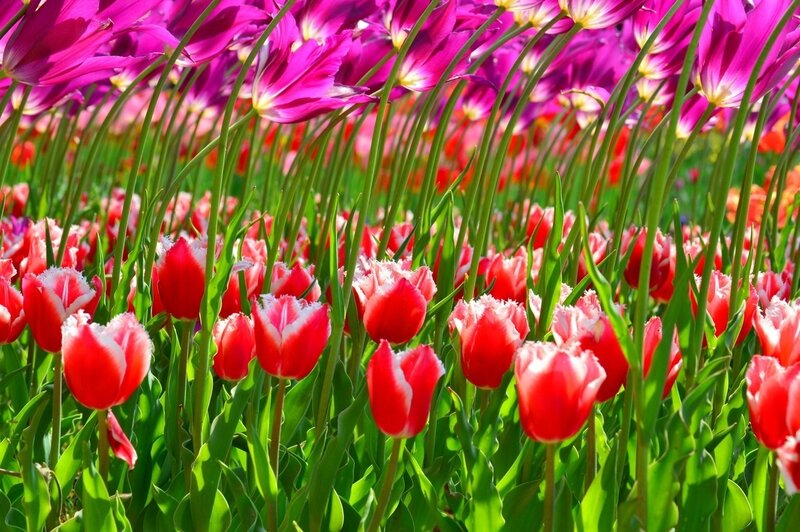 Red and Purple Tulips — Vibrant, Spring
