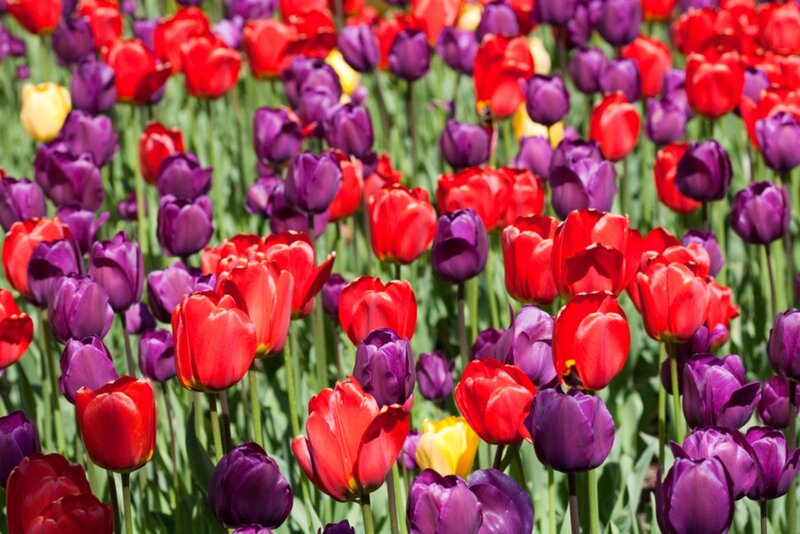 Red and Purple Tulips — Vibrant