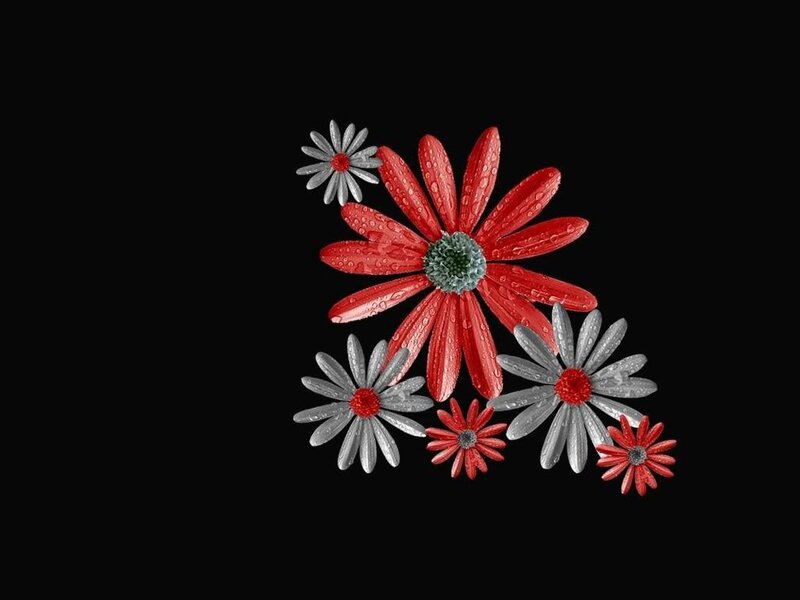 red and silver daisies