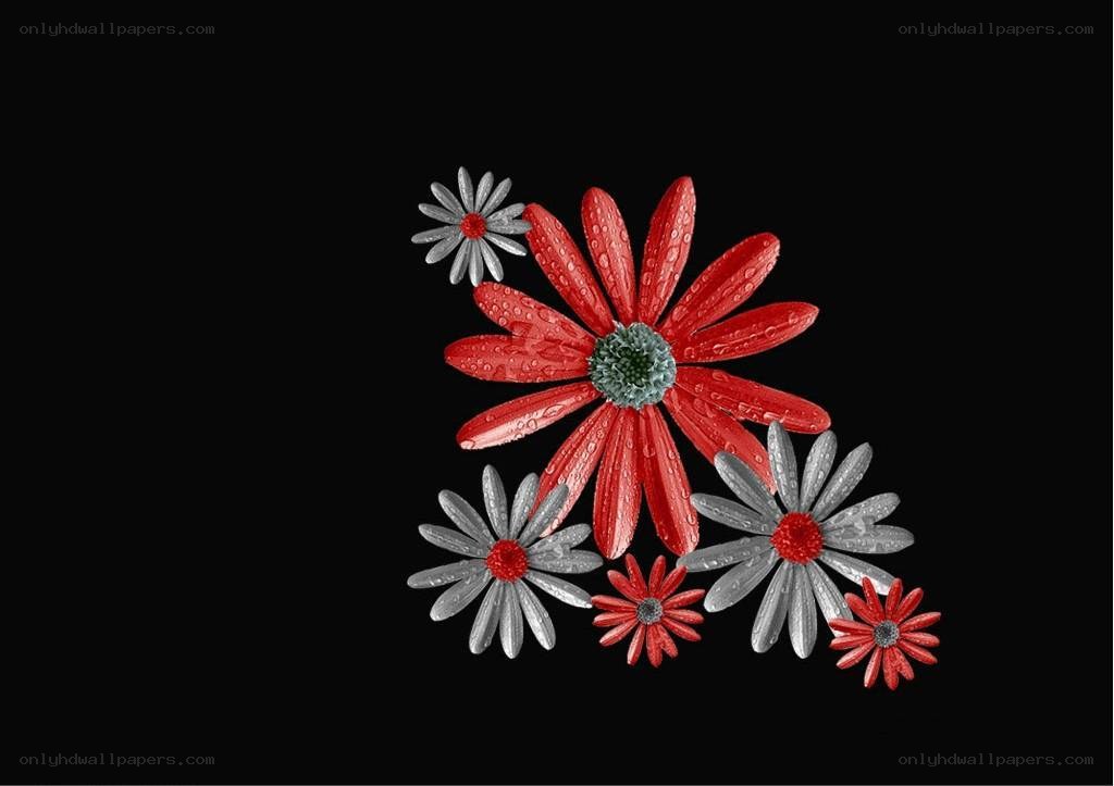 Red and silver daisies on black