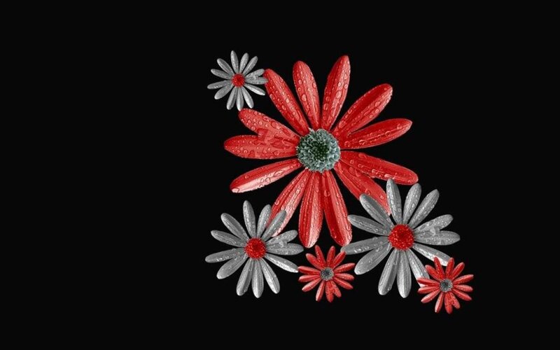 red and silver daisies