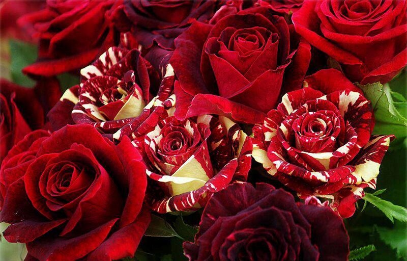 Red and Variegated Roses