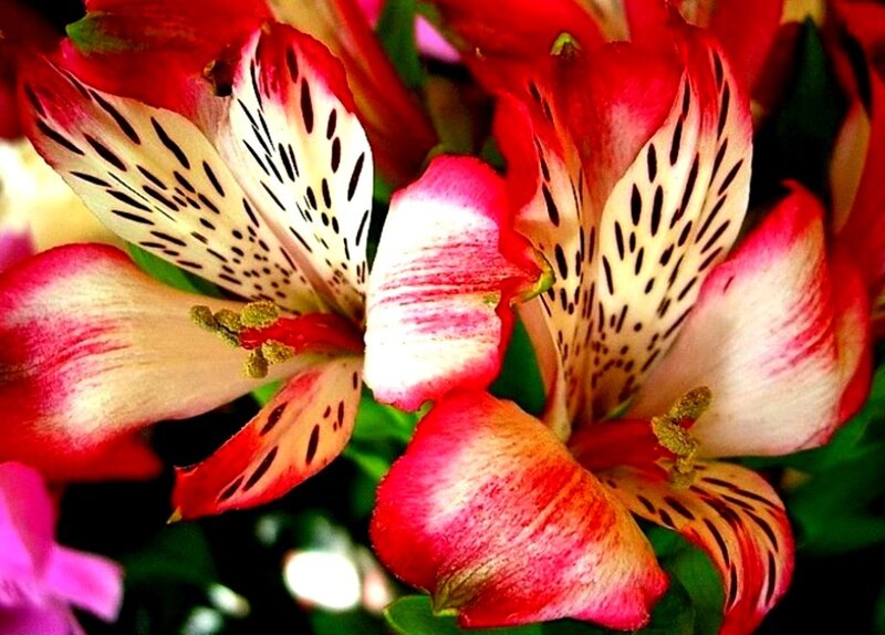 Red and White Alstroemeria Flowers