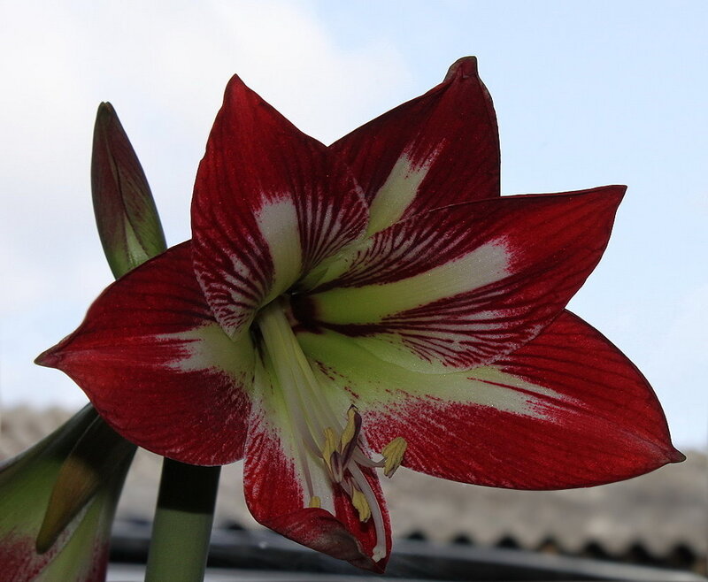 red and white amaryllis flower