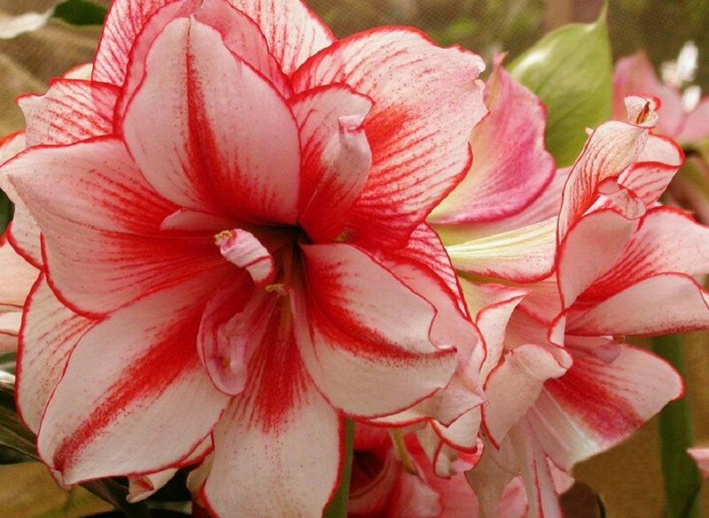 Red and White Amaryllis Flower — Calm, Photograph