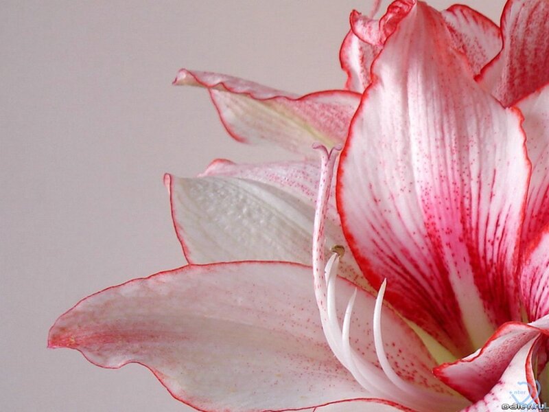 Red and White Amaryllis Flower — Calm