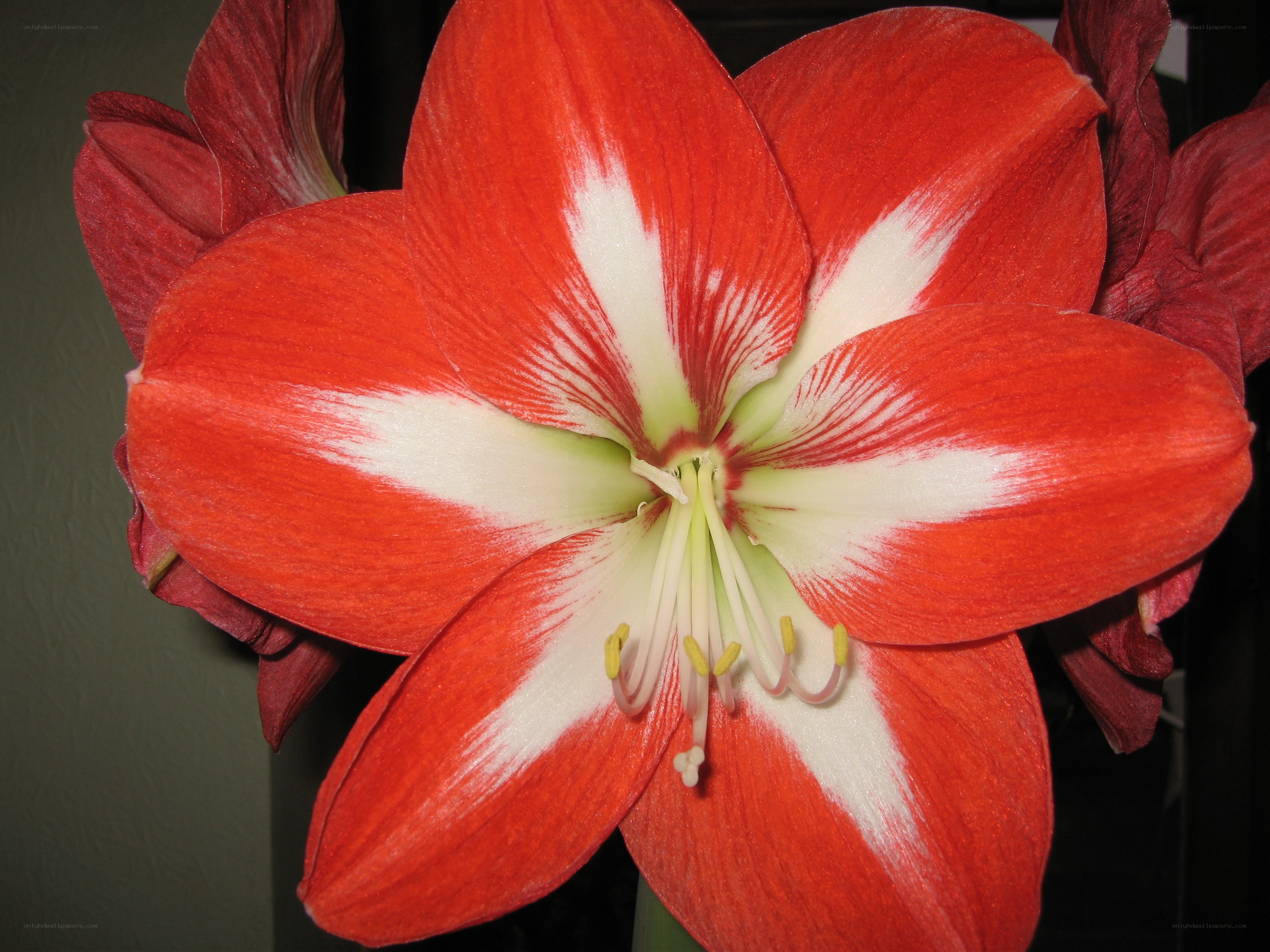 Red and white amaryllis flower