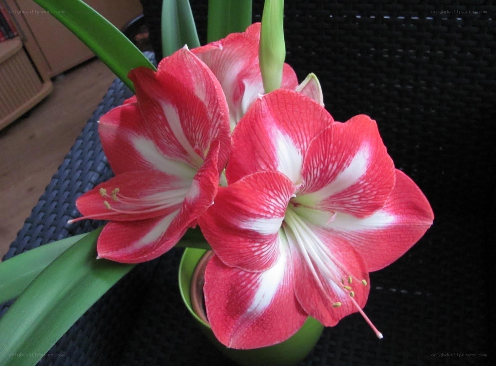 Red and white amaryllis flowers